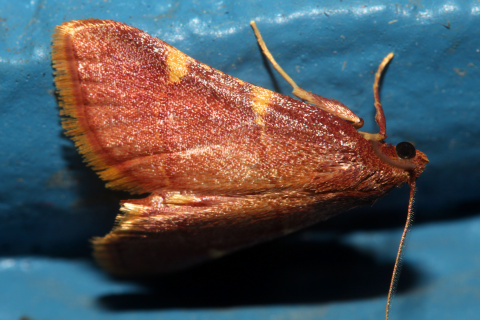 Pyrausta sp.