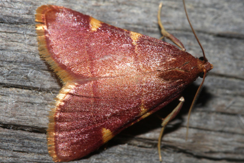 Pyrausta sp.