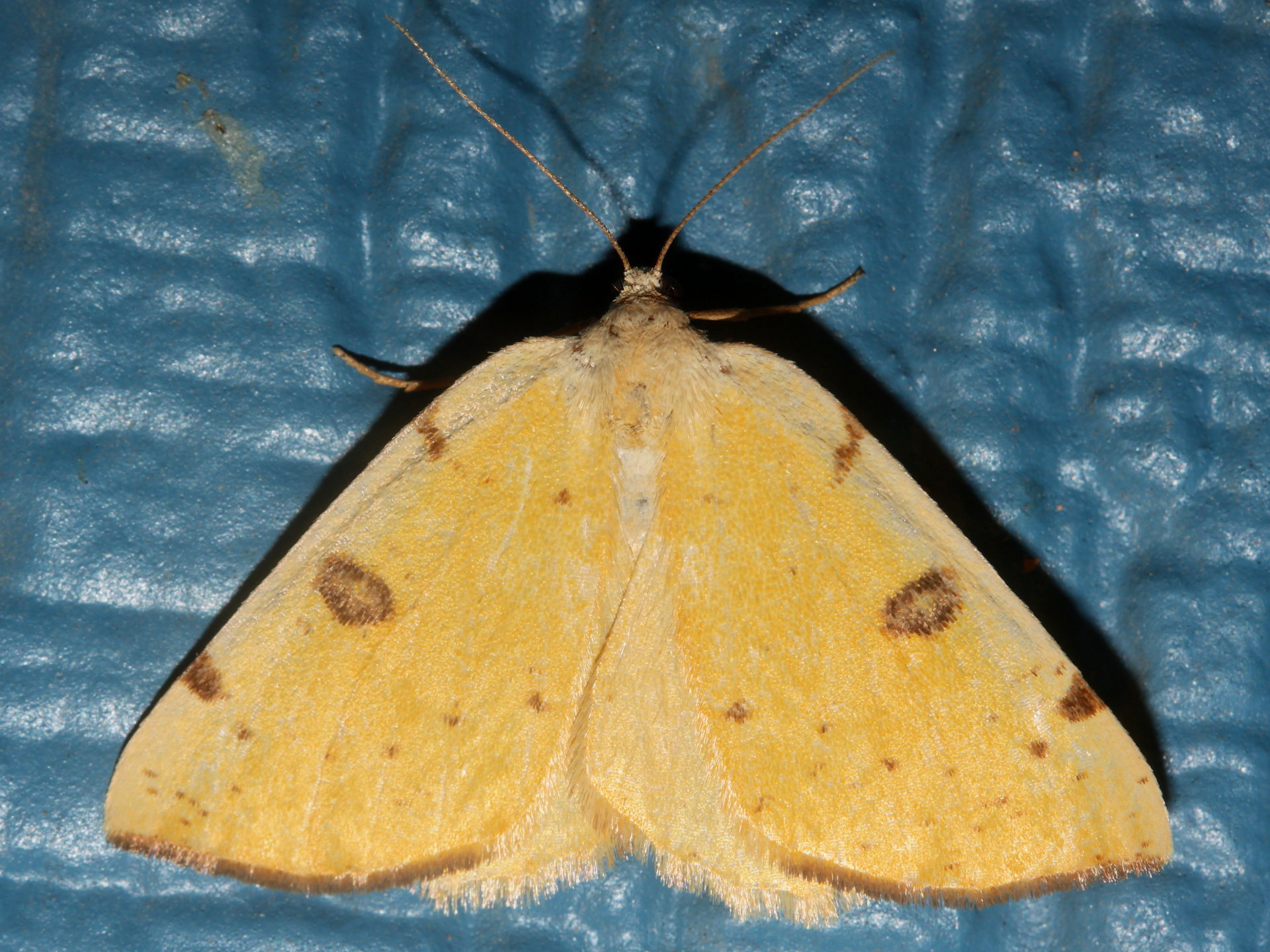 Hesperumia sulphuraria (Podróże » USA: Drogi nie obrane » Zwierzęta » Owady » Motyle i ćmy » Geometridae)