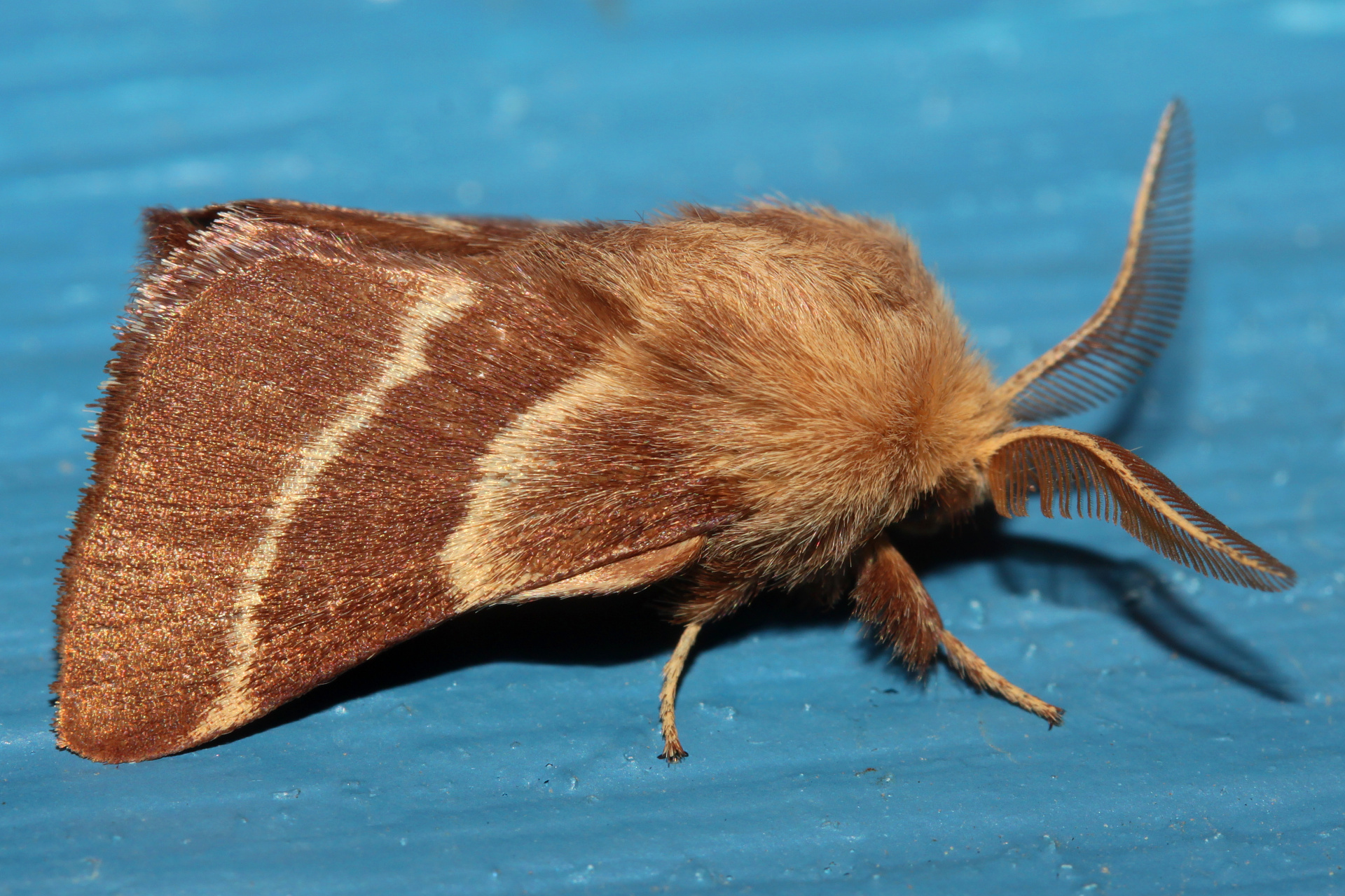 Malacosoma americanum (Podróże » USA: Drogi nie obrane » Zwierzęta » Owady » Motyle i ćmy » Lasiocampidae)