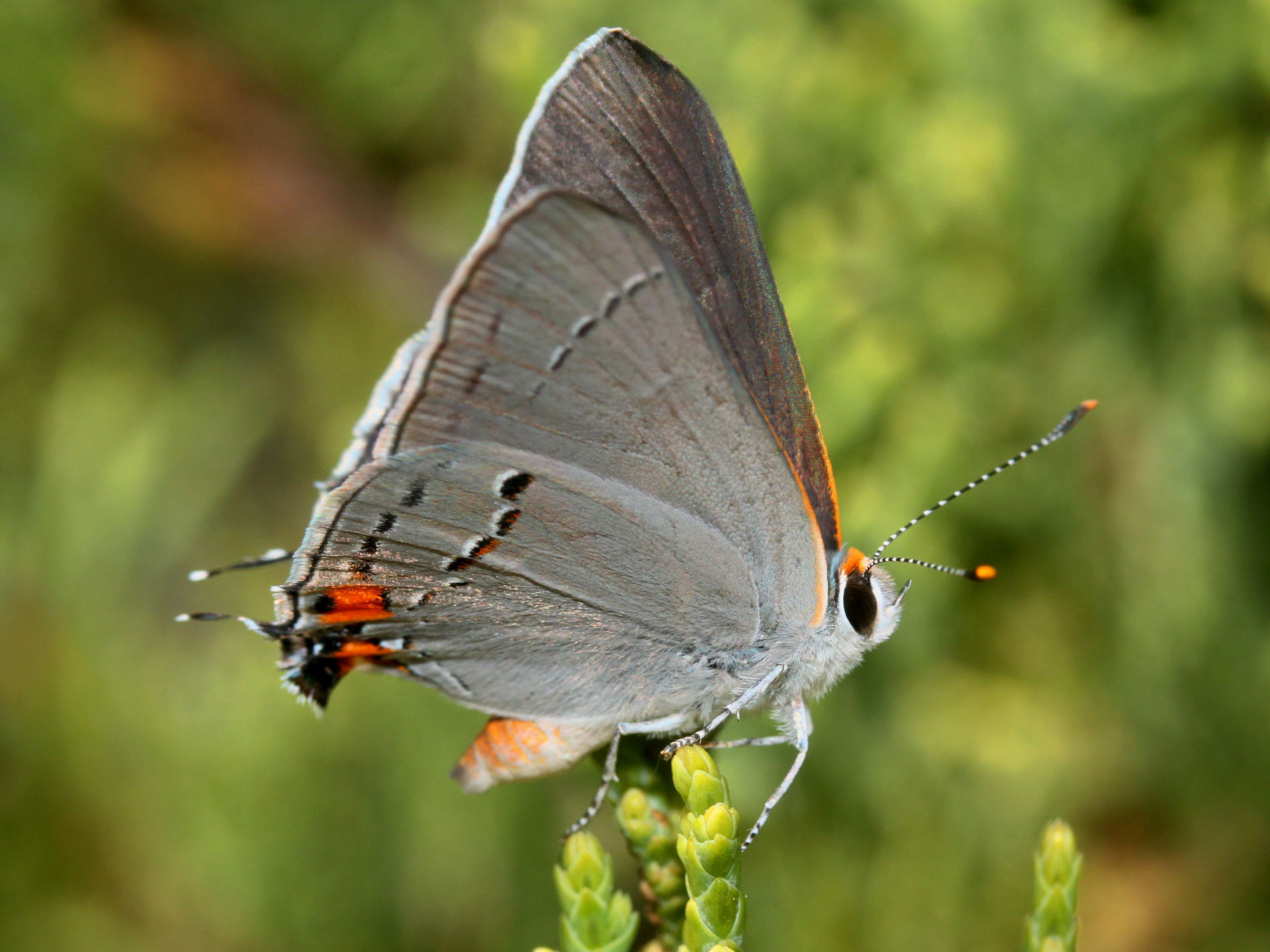 Strymon melinus (Podróże » USA: Drogi nie obrane » Zwierzęta » Owady » Motyle i ćmy » Lycaenidae)