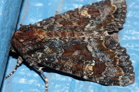 Apamea amputatrix