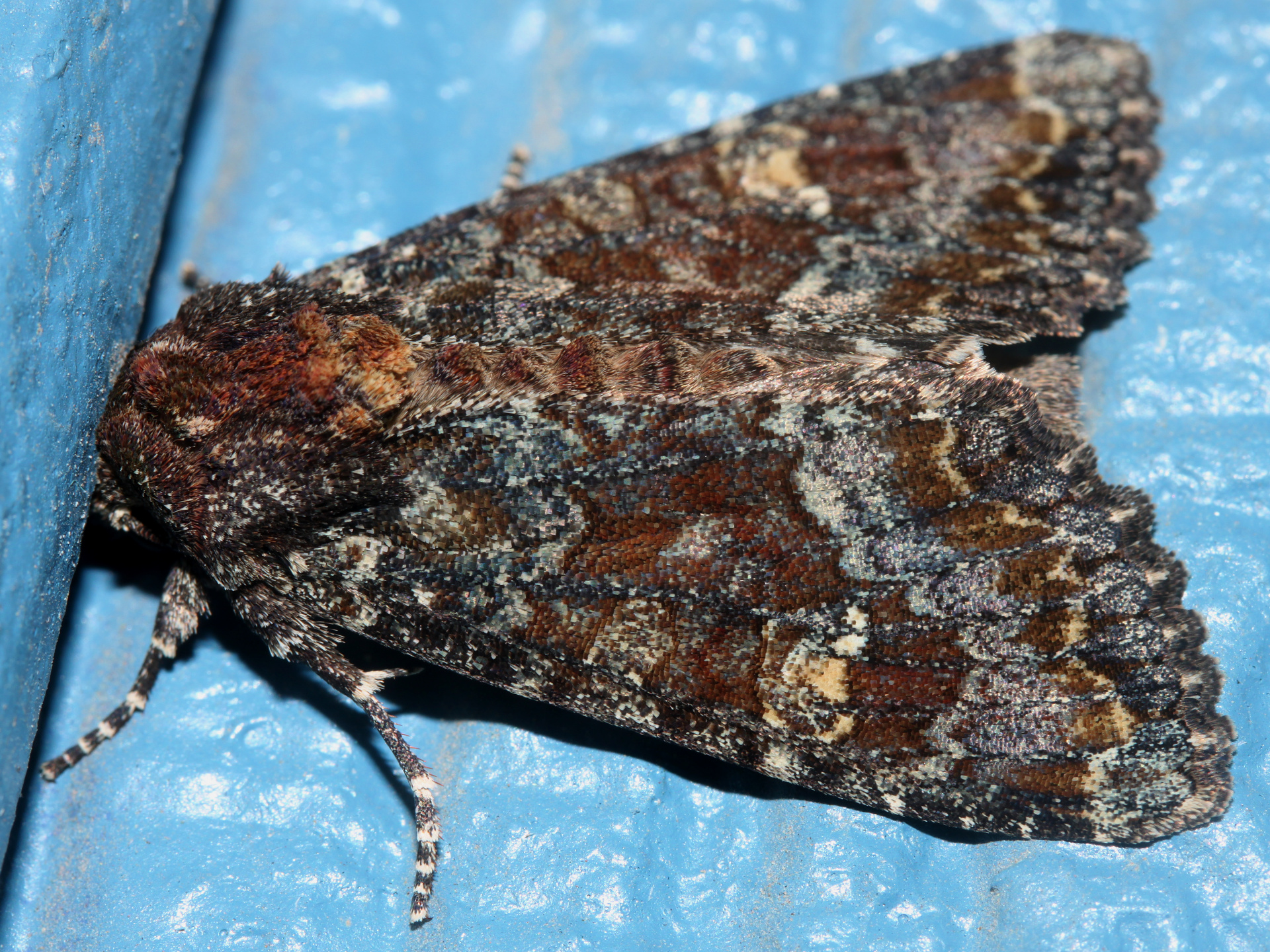 Apamea amputatrix (Travels » US Trip 3: The Roads Not Taken » Animals » Insects » Butterfies and Moths » Noctuidae)