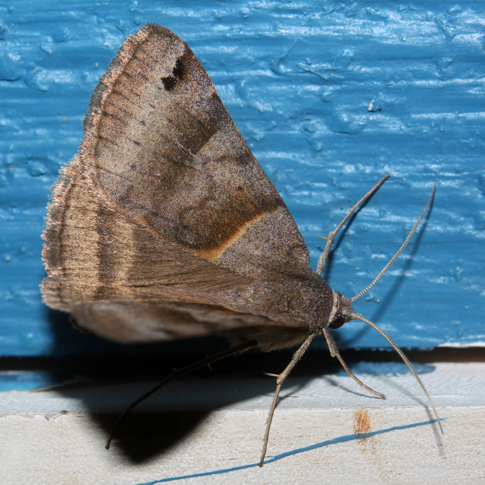 Caenurgina erechtea (Podróże » USA: Drogi nie obrane » Zwierzęta » Owady » Motyle i ćmy » Noctuidae)