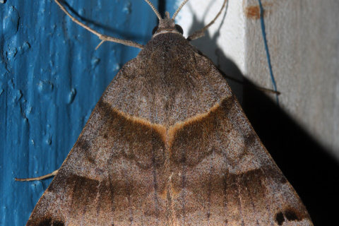 Caenurgina erechtea