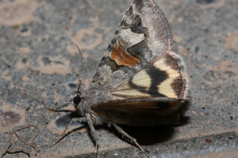 Drasteria sp.