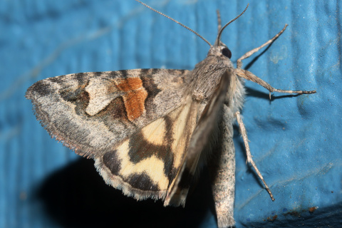 Drasteria sp.