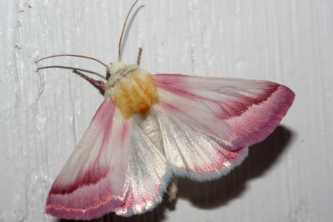 Schinia gaurae