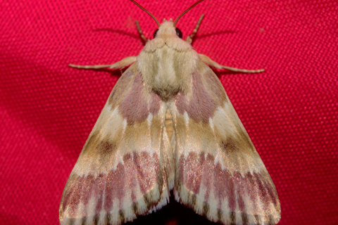 Schinia sanguinea gloriosa