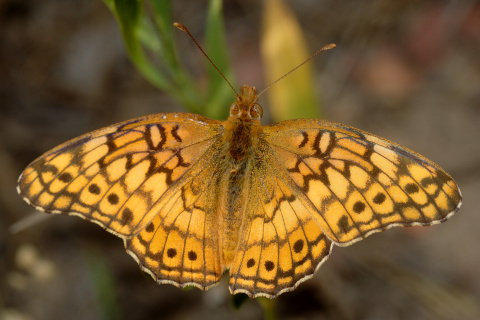 Euptoieta claudia