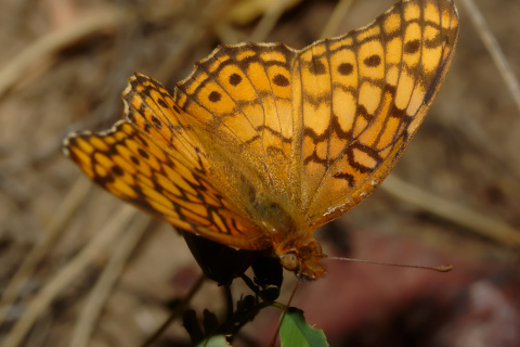 Euptoieta claudia