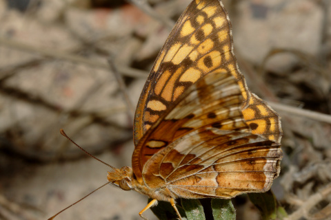 Euptoieta claudia