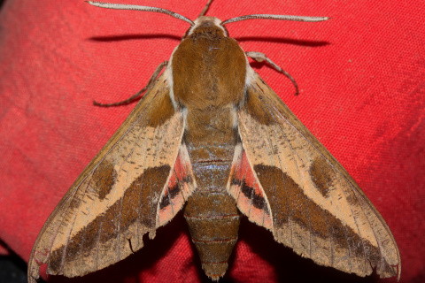 Hyles euphorbiae