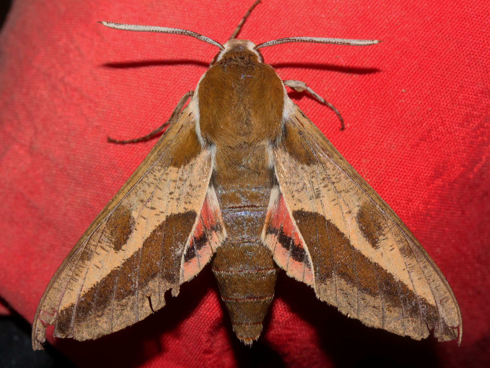 Hyles euphorbiae (Podróże » USA: Drogi nie obrane » Zwierzęta » Owady » Motyle i ćmy » Sphingidae)