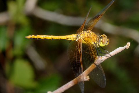 Sympetrum rubicundulum