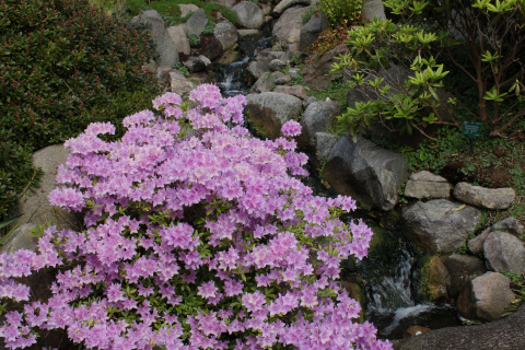 Copenhagen Botanical Garden