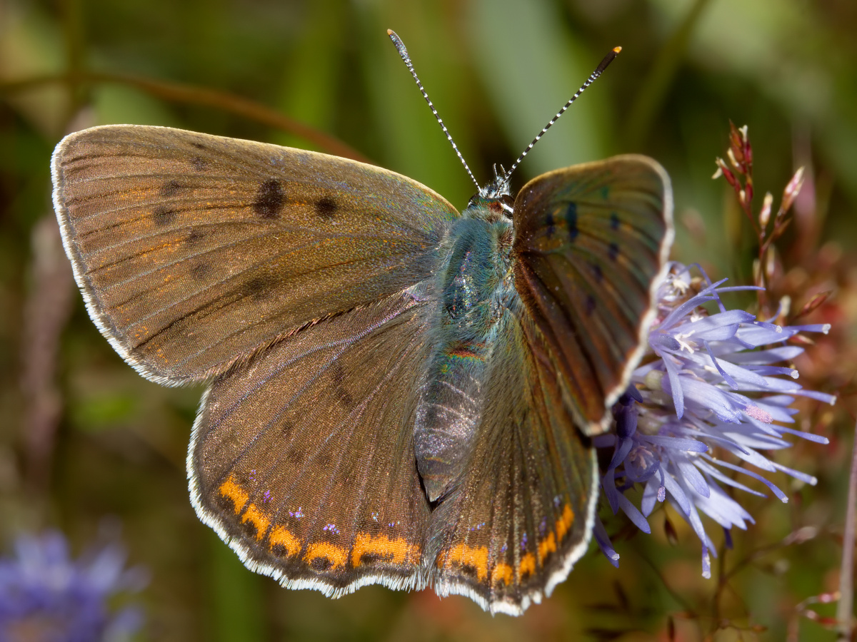 Lycaena alciphron ♀ (Zwierzęta » Owady » Motyle i ćmy » Lycaenidae)