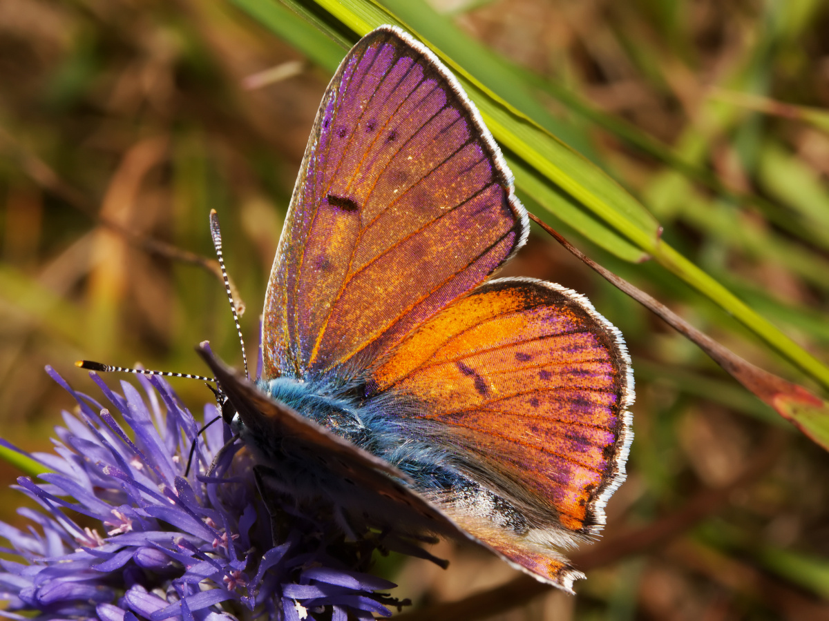 Lycaena alciphron ♂ (Animals » Insects » Butterfies and Moths » Lycaenidae)