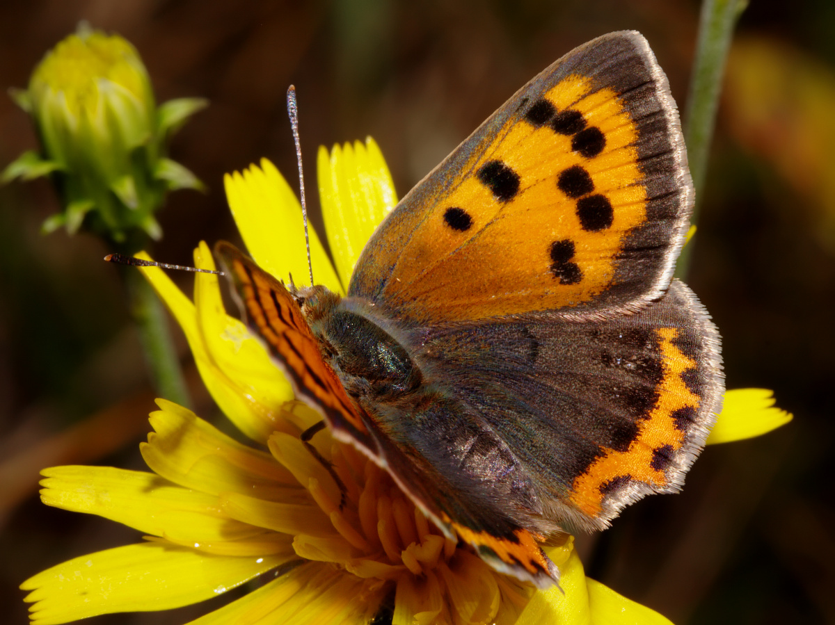 Lycaena phlaeas ♀ (Zwierzęta » Owady » Motyle i ćmy » Lycaenidae)