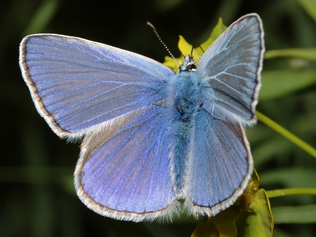 Polyommatus icarus ♂