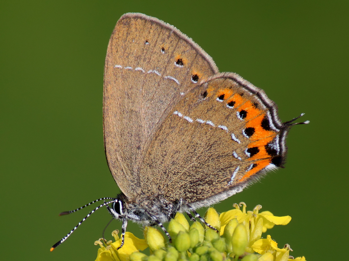 Satyrium pruni (Animals » Insects » Butterfies and Moths » Lycaenidae)