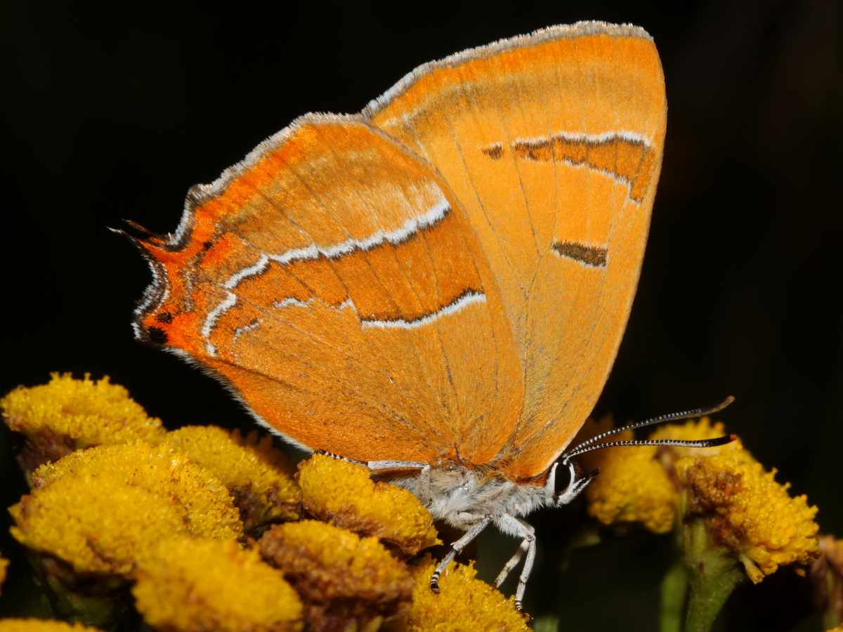 Thecla betulae ♀ (Animals » Insects » Butterfies and Moths » Lycaenidae)