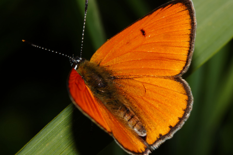 Lycaena dispar ♂