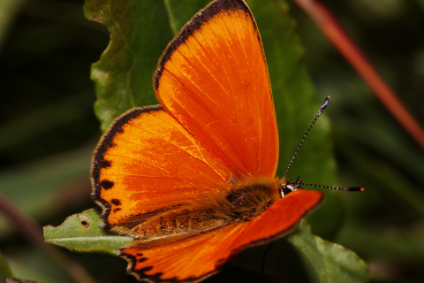 Lycaena virgaureae ♂