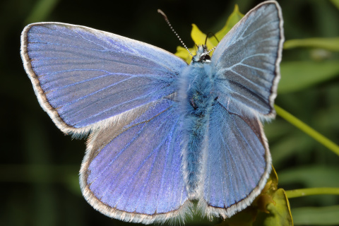 Polyommatus icarus ♂