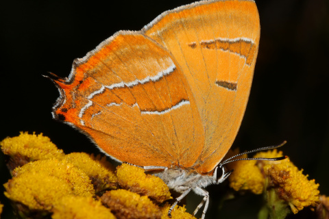 Thecla betulae ♀