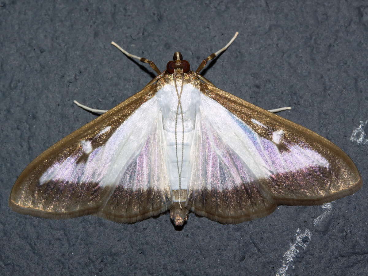 Cydalima perspectalis