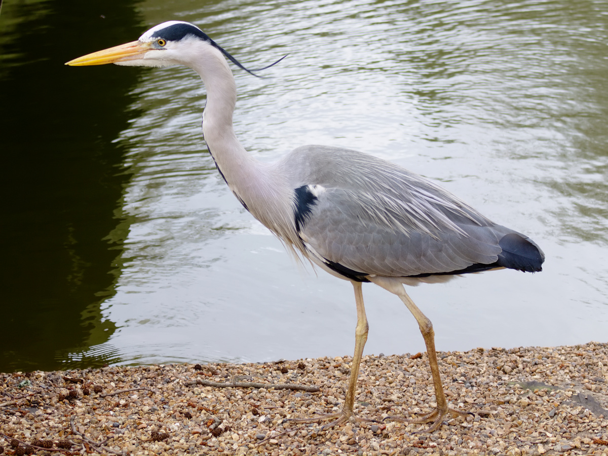 Grey Heron (Travels » London » Animals)