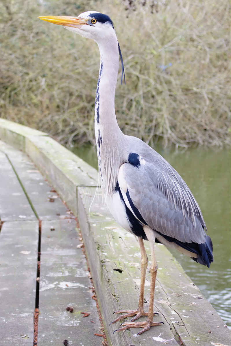 Grey Heron (Travels » London » Animals)