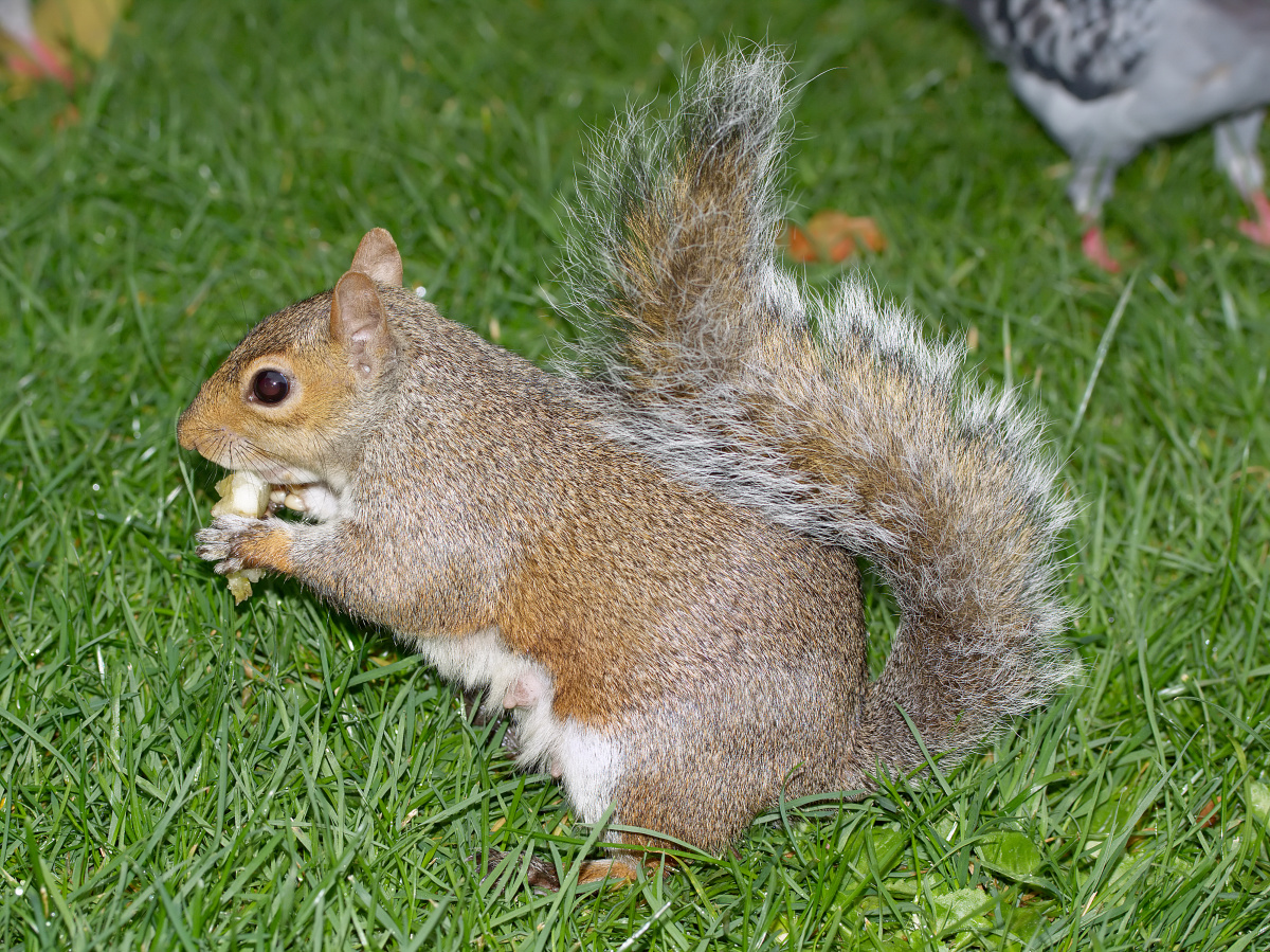 Squirrel (Travels » London » Animals)