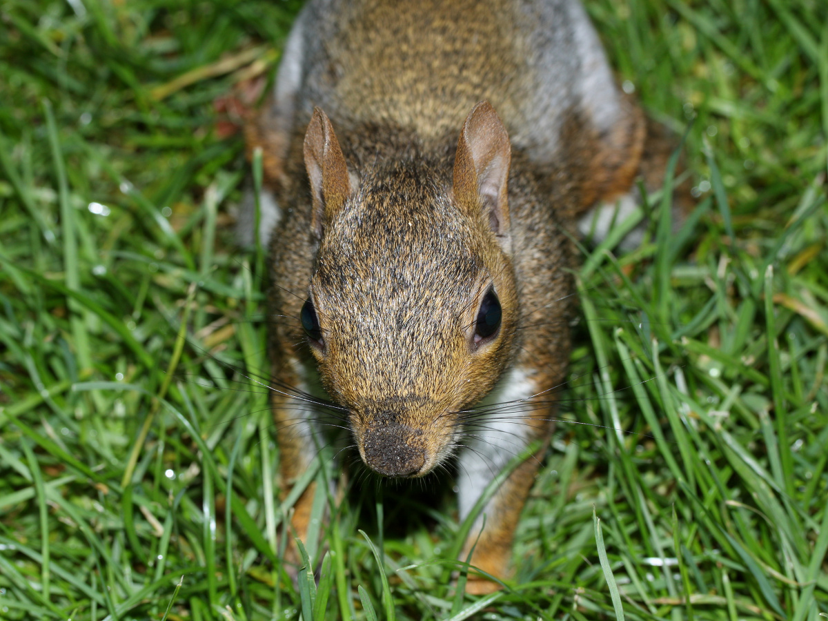 Squirrel (Travels » London » Animals)