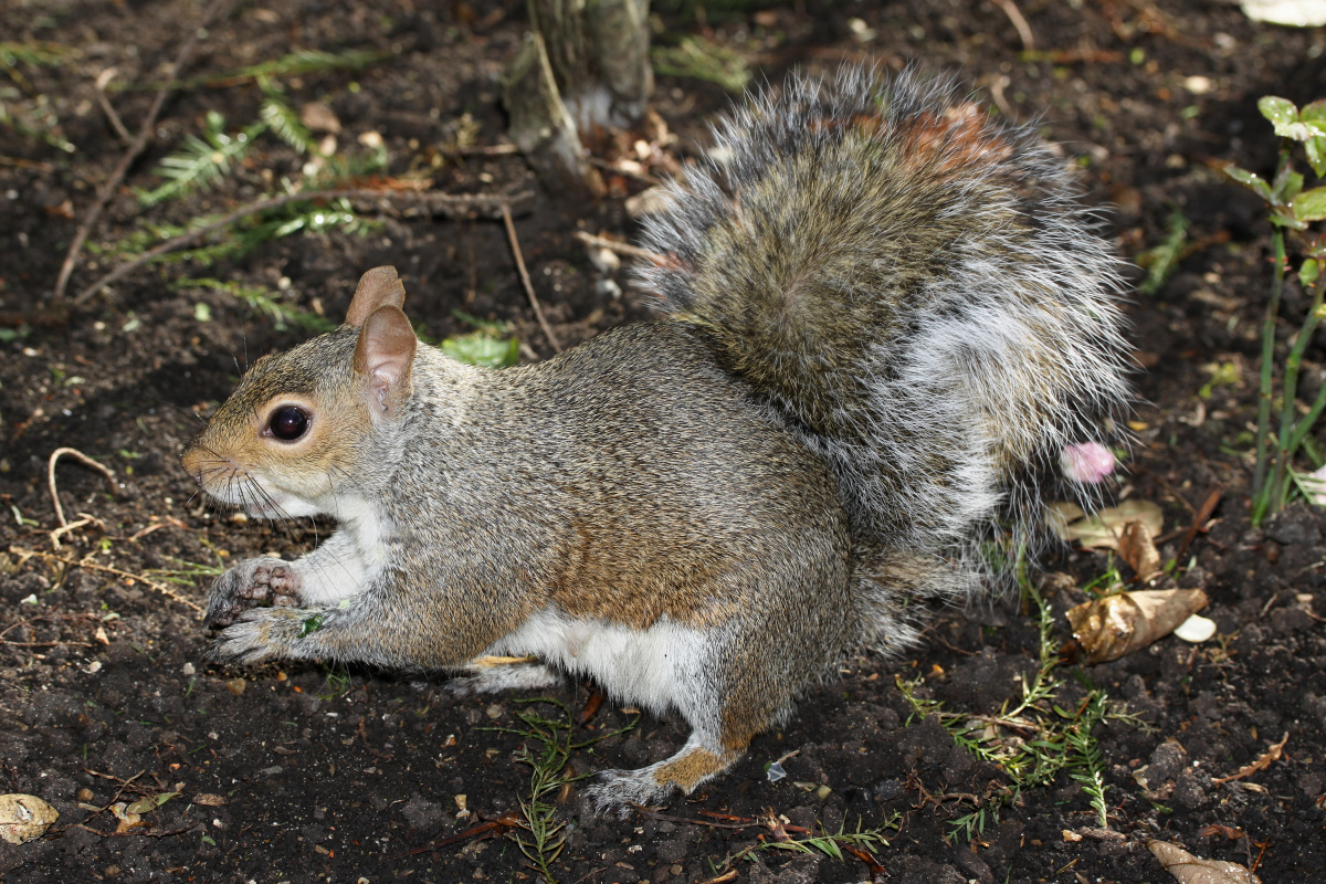 Squirrel (Travels » London » Animals)