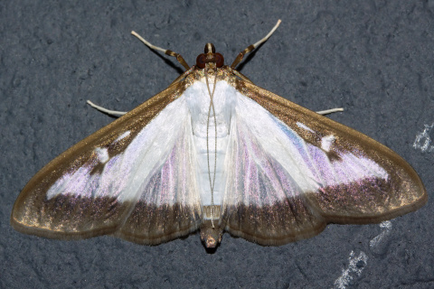 Cydalima perspectalis