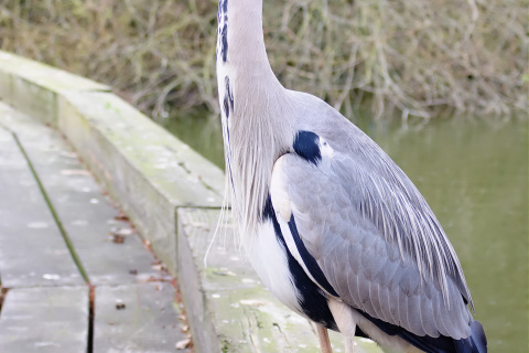 Grey Heron