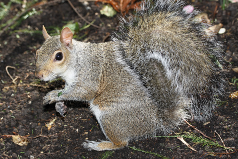 Squirrel