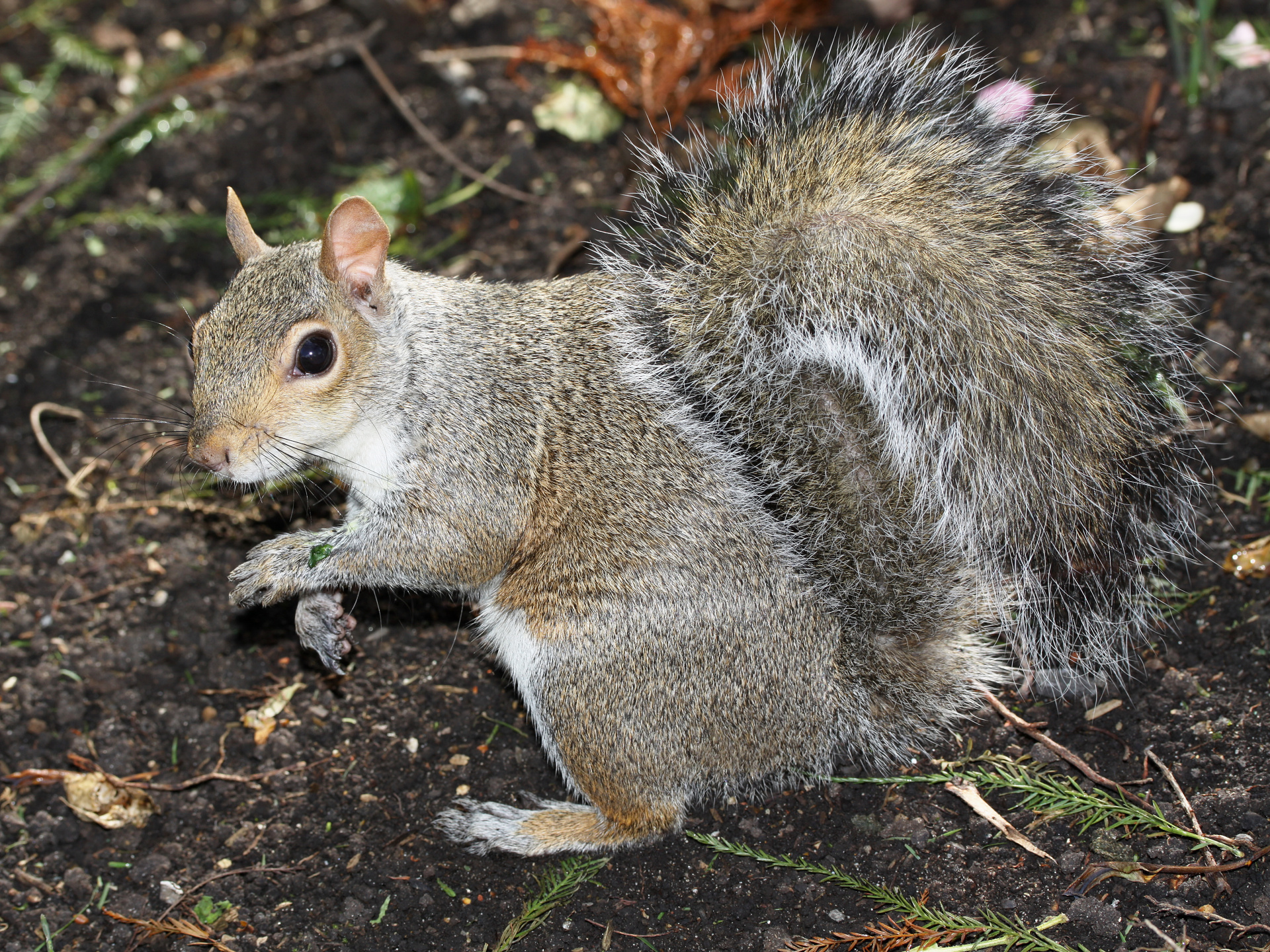 Squirrel (Travels » London » Animals)