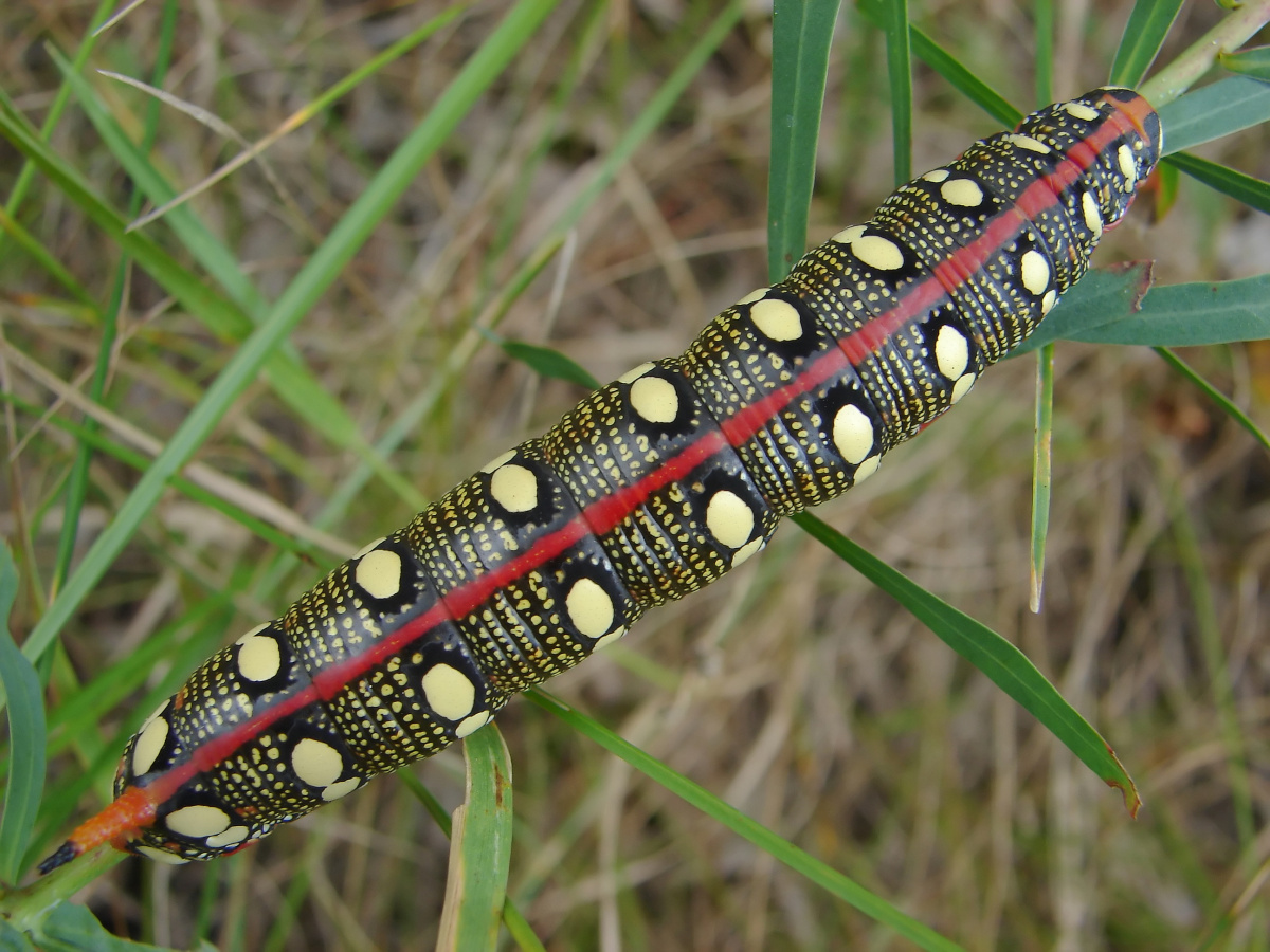 Hyles euphorbiae larva