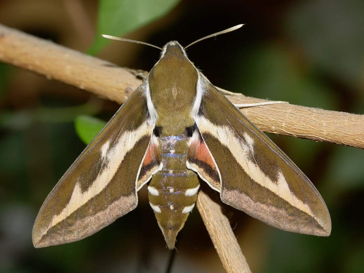 Hyles gallii