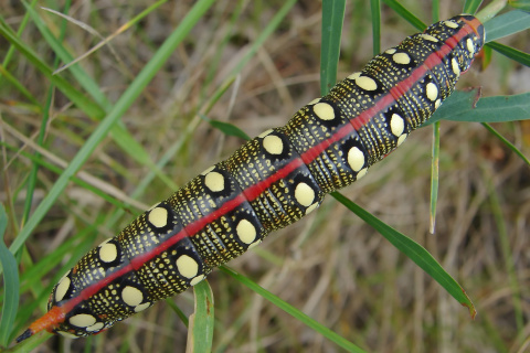 Hyles euphorbiae larva