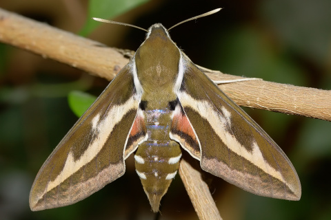 Hyles gallii