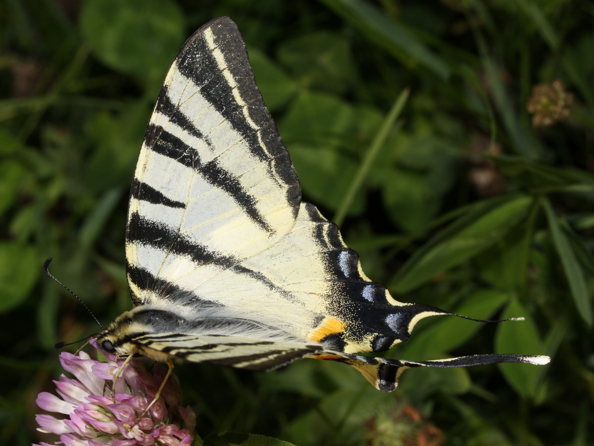 Iphiclides podalirius (Zwierzęta » Owady » Motyle i ćmy » Papilonidae)