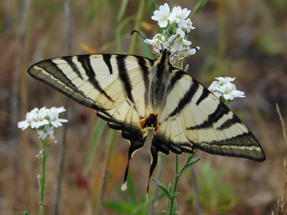 Iphiclides podalirius (Animals » Insects » Butterfies and Moths » Papilonidae)