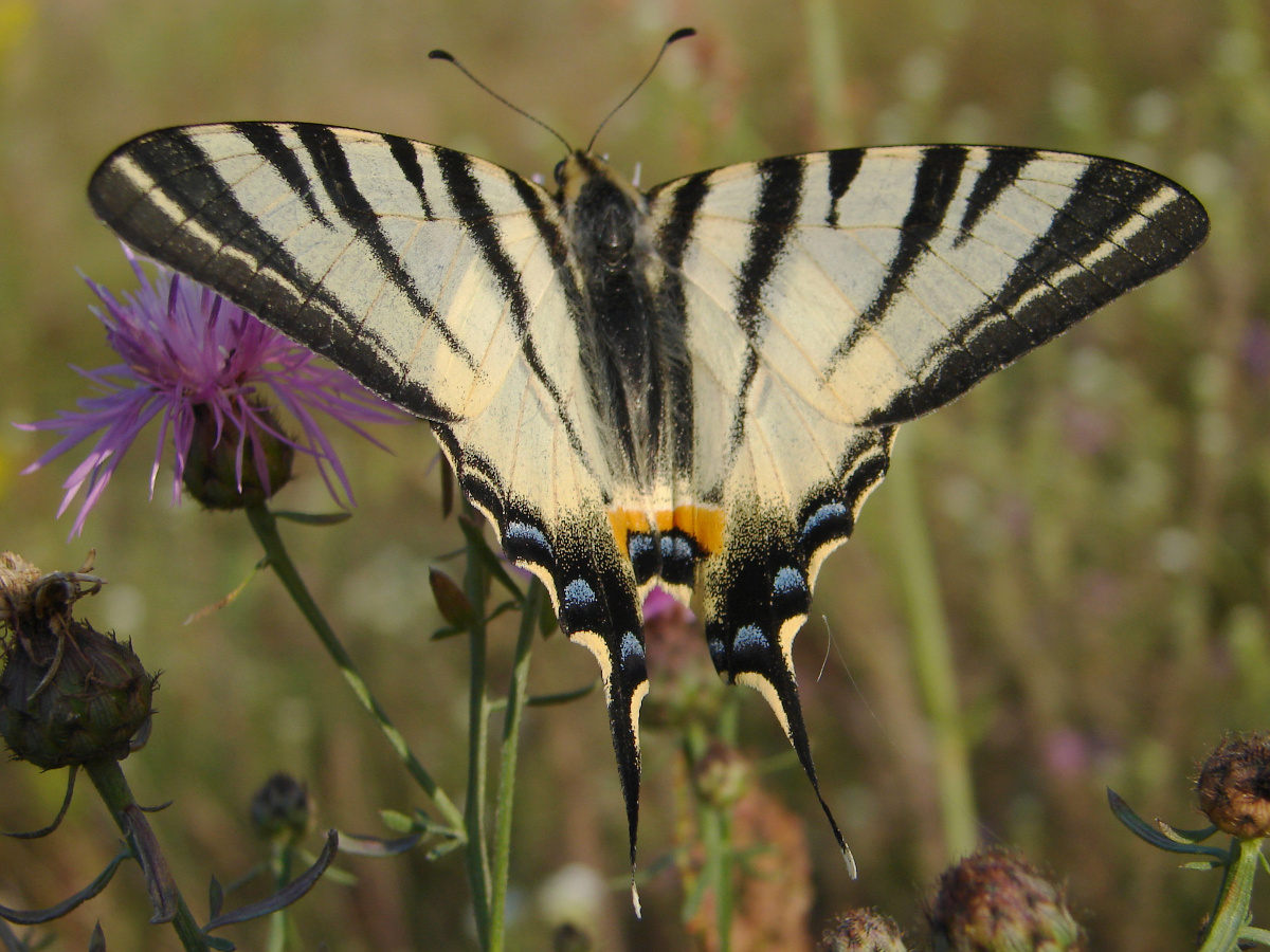 Iphiclides podalirius (Zwierzęta » Owady » Motyle i ćmy » Papilonidae)