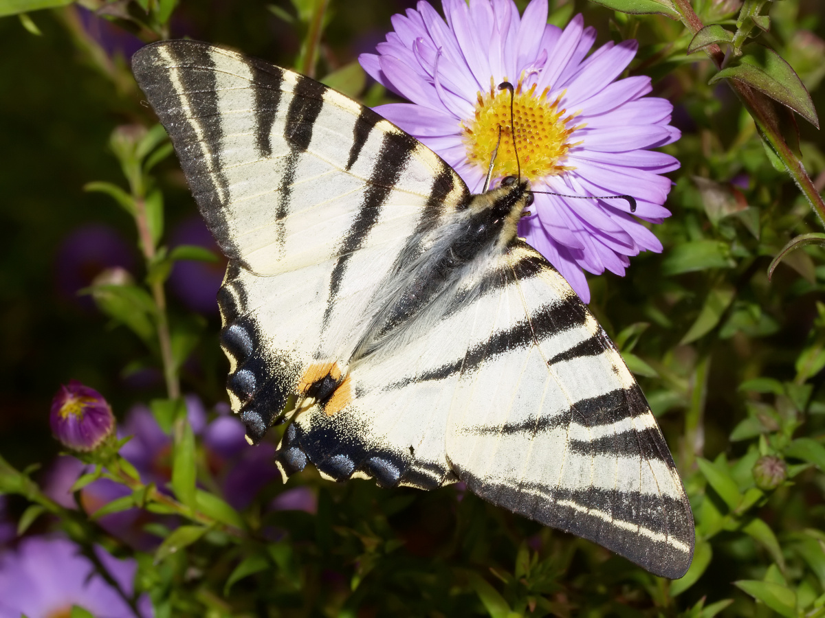 Iphiclides podalirius