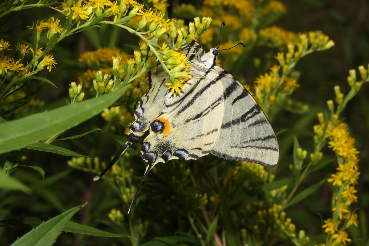 Iphiclides podalirius (Zwierzęta » Owady » Motyle i ćmy » Papilonidae)