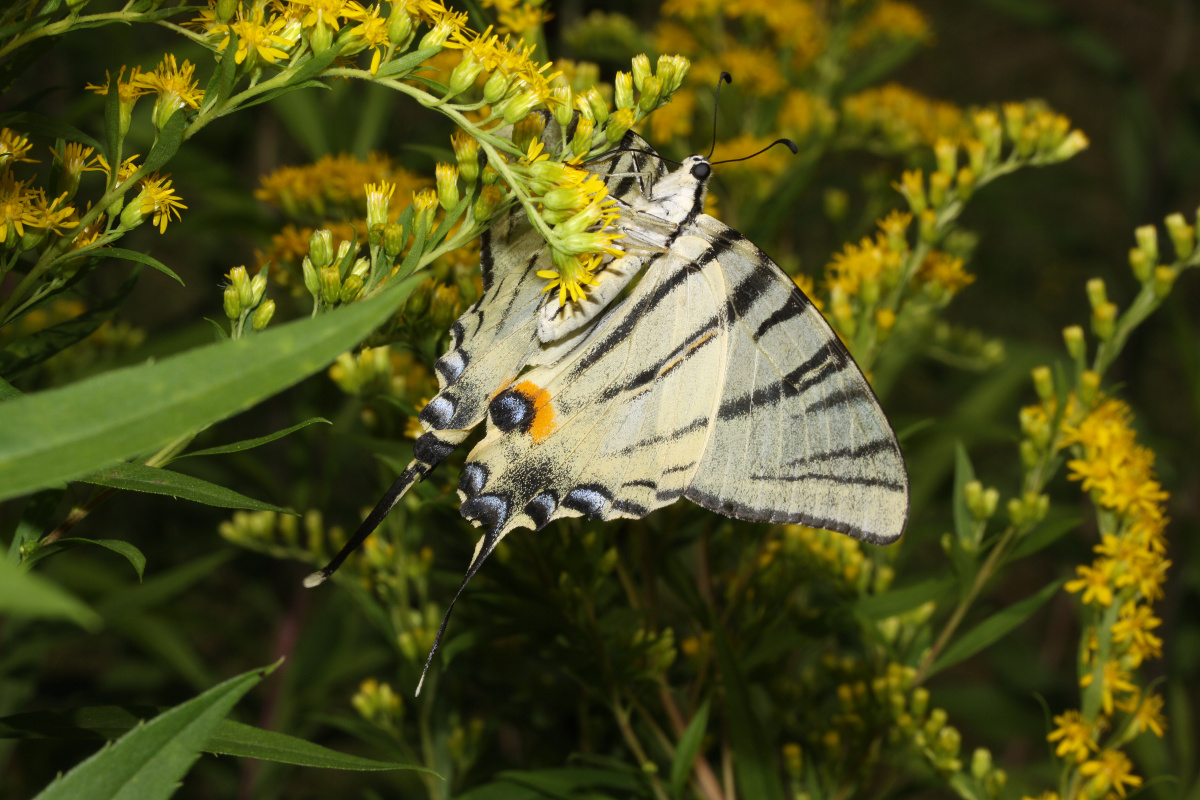 Iphiclides podalirius (Animals » Insects » Butterfies and Moths » Papilonidae)